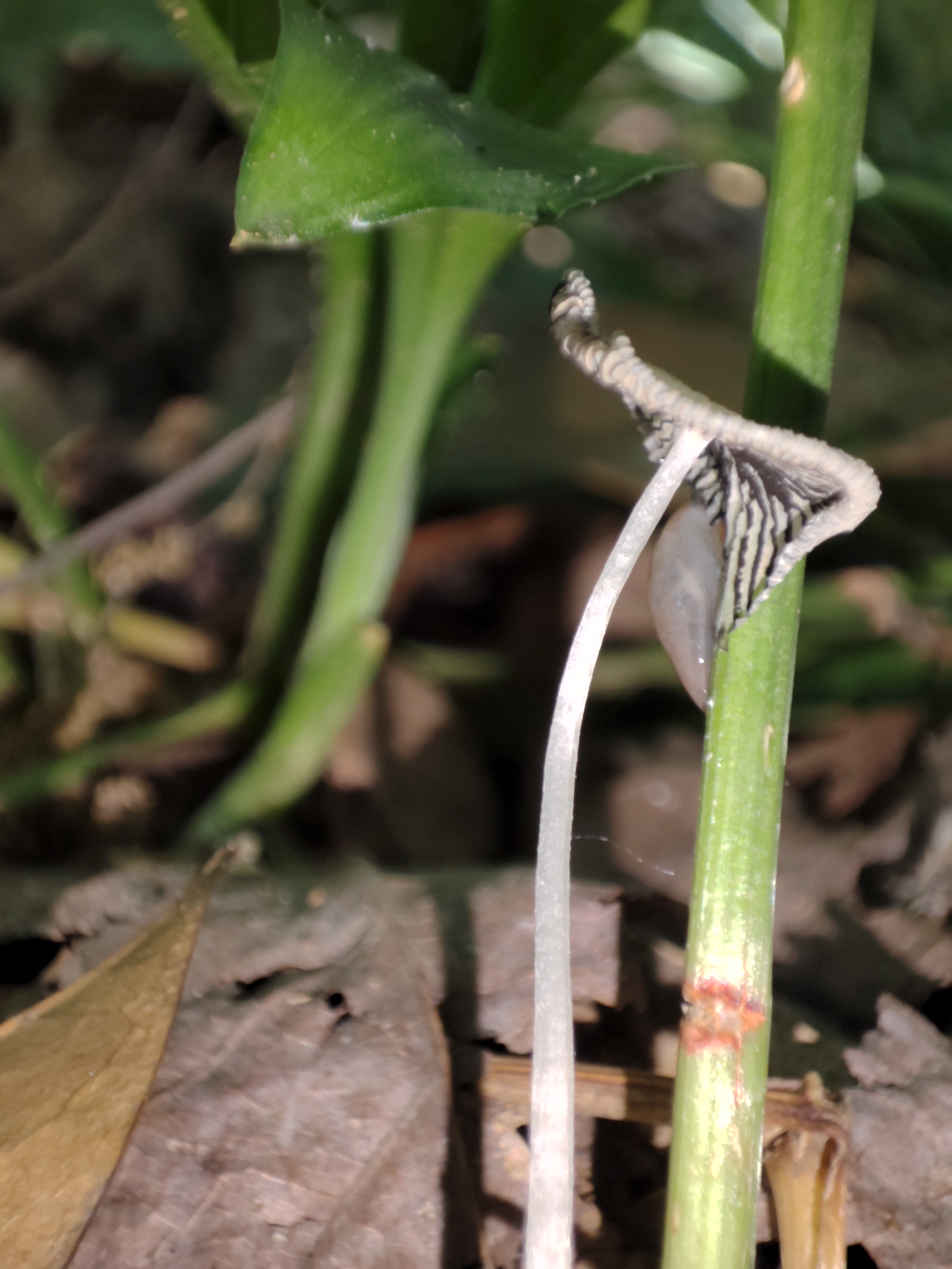 mushroomimage
